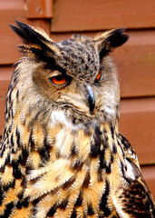 Eurasion Eagle Owl.