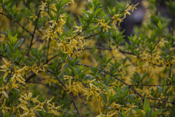 leaves of tree in spring