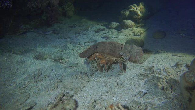 lobster night shoot. Red Sea.