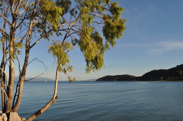 Eucalyptus trees, calm sea and coastal view in beautiful early evening light at Nelly Bay, Magnetic Island, Queensland, Australia