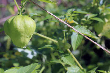 Tomatillo on vine in vegetable garden
