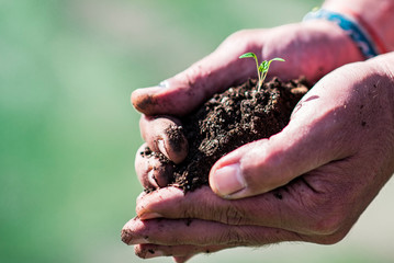  plant sprouting in hands
