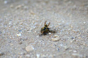 Wasp eating its prey