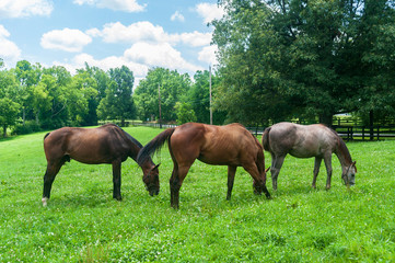 Obraz premium Thoroughbreds