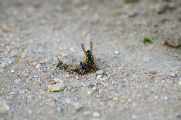 Wasp eating its prey