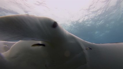 Graceful Calm Manta Ray Close Up & Small Fish Swimming In Gentle Blue Sea Water & Beautiful Coral Reef & Sunlit Sea Surface. Big Ray Gliding Peaceful Underwater. Pelagic Filter Feeder Marine Life