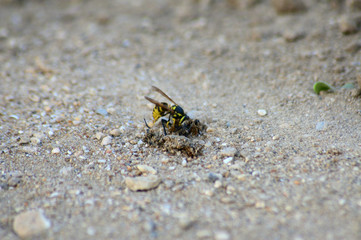 Wasp eating its prey