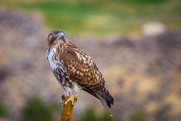 Hawk