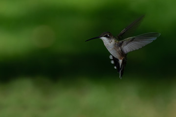 Fototapeta na wymiar Female ruby throated hummingbird isolated on green with a very shallow depth of field and copy space