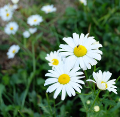 Fototapeta premium Meadow daisy(Leucanthemum vulgare) among grass in the field.
