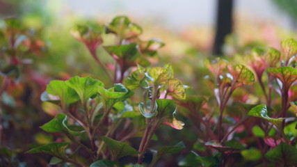 Plant in house
