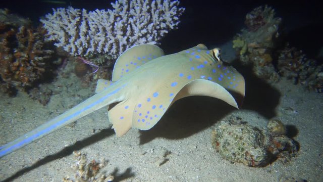 Bluespotted ribbontail ray Red Sea, Close up