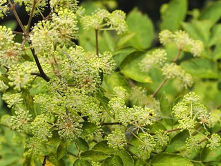ウドの花