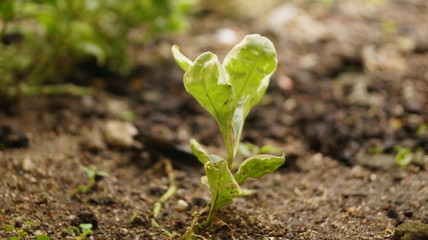Plant in house
