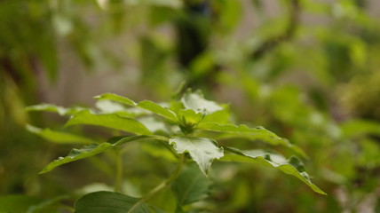 Plant in house