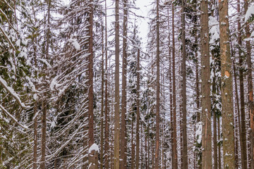 Winter forest in Tatra mountains, Poland