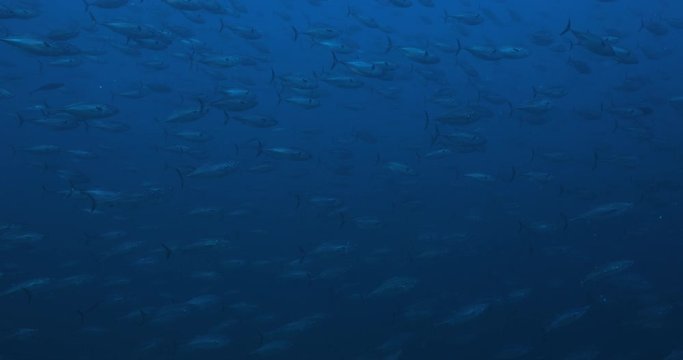 Massive school of skipjack Bonito. Mexico.
