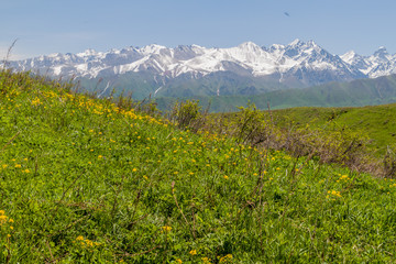Green pastures above  Alamedin valley with high snow covered mountains background, Kyrgyzstan