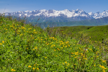 Green pastures above  Alamadin valley with high snow covered mountains background, Kyrgyzstan