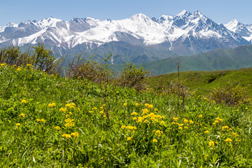 Green pastures above  Alamedin valley with high snow covered mountains background, Kyrgyzstan