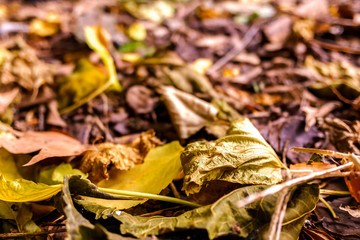 Natural background of dried leaves focused on the foreground and unfocused background.