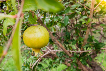 Pomegranates still green on the tree in a plantation.