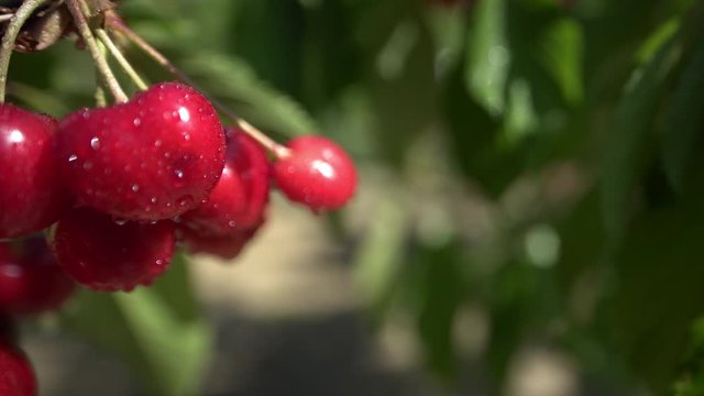 Closeup of fresh organic ripe cherris with dew or raindrops on a cherry tree in a fruit field in spring or summer. Healthy food fruit concept.