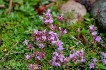 Breckland Thyme Thymus serpillum flowers in Altai mountains, Altai Republic, Siberia, Russia.