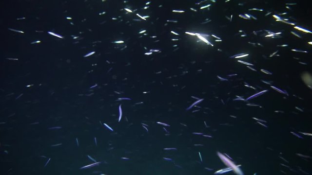 Night dive. Group small fishs