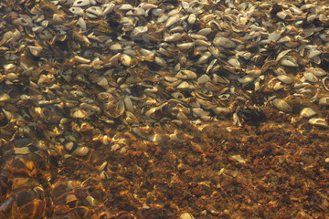 The bottom of the river with clear water and shells