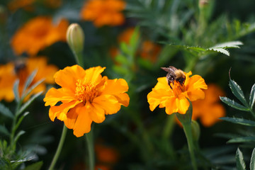 Bumblebee on a beautiful orange flower