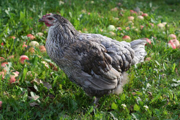 Hens walk in the garden in nature