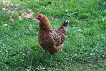 Hens walk in the garden in nature