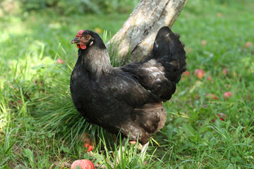 Hens walk in the garden in nature