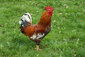 Beautiful red rooster close-up on a background of green grass