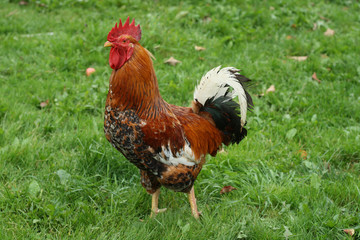 Beautiful red rooster close-up on a background of green grass