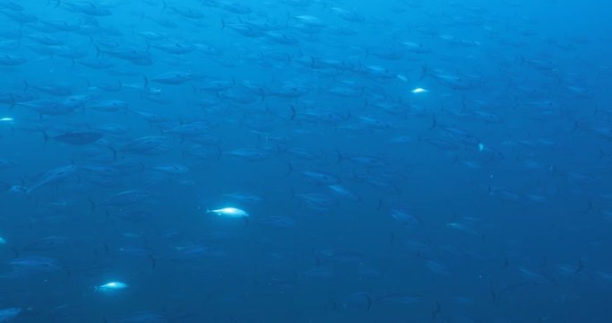 Massive school of skipjack Bonito. Mexico.