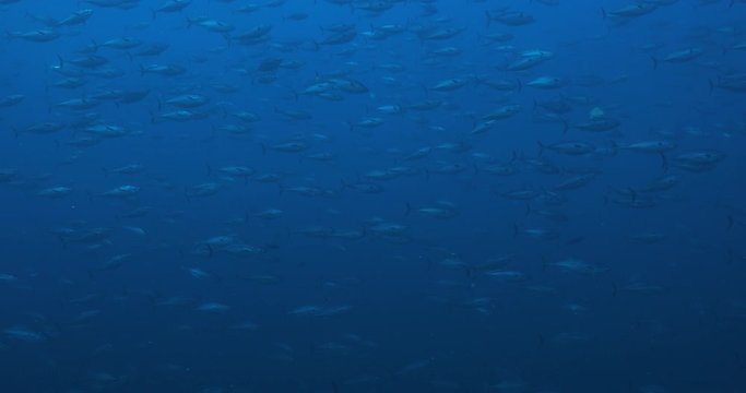 Massive school of skipjack Bonito. Mexico.