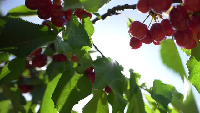 Closeup backlit shot of fresh organic ripe cherris with dew or raindrops on a cherry tree in a fruit field in spring or summer. healthy food fruit concept.