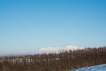 カラマツ林と冬の山並み　大雪山