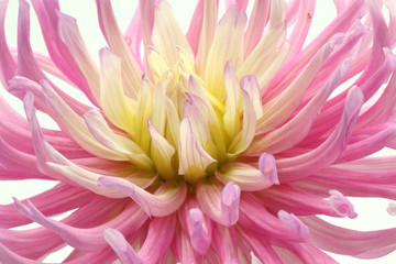 pink and yellow cactus dahlia on white background