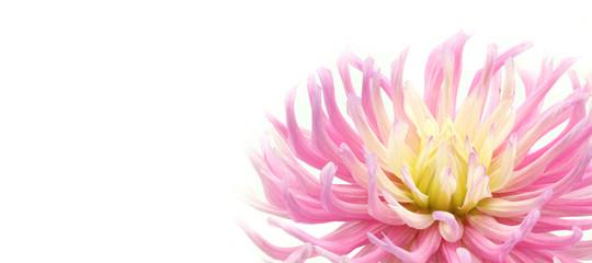 Obraz premium pink and yellow cactus dahlia on white background