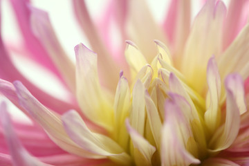 Obraz premium macro view of pink and yellow cactus dahlia on white background