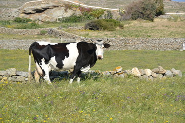 Vaca no campo em Mykonos