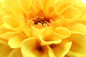 macro view of yellow petals of dahlia pompom