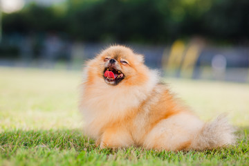 Zverg Spitz, Pomeranian puppy in a meadow