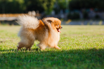 Zverg Spitz, Pomeranian puppy walking on grass