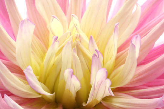 macro view of pink and yellow cactus dahlia on white background