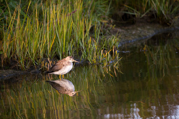  Side view of single greater yellowlegs standing in shallow water wading during a late summer golden hour sunny morning, Gros-Cacouna Marsh, Cacouna, Quebec, Canada