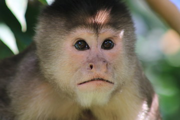 Close up of the head from a suprised capuchin monkey, cebus albifrons